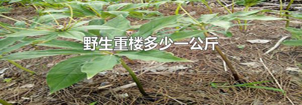 野生重楼多少一公斤