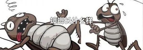 蟑螂长什么样