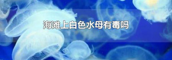 海滩上白色水母有毒吗