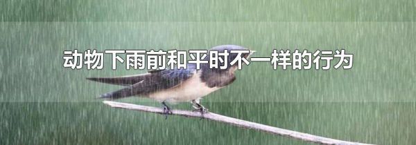 动物下雨前和平时不一样的行为