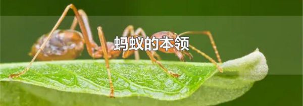 蚂蚁的本领
