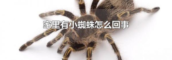 家里有小蜘蛛怎么回事