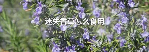 迷失香草怎么食用