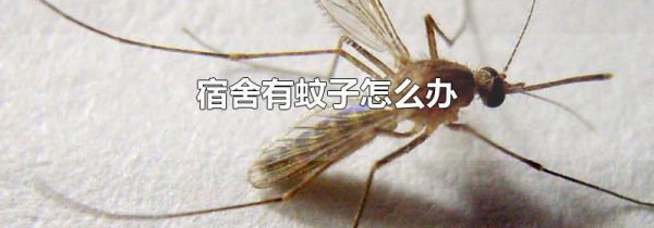 宿舍有蚊子怎么办