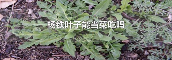 杨铁叶子能当菜吃吗