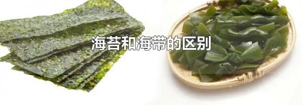 海苔和海带的区别