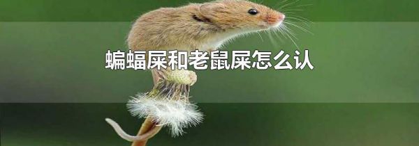 蝙蝠屎和老鼠屎怎么认