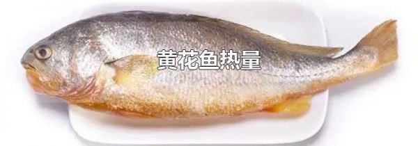 黄花鱼热量