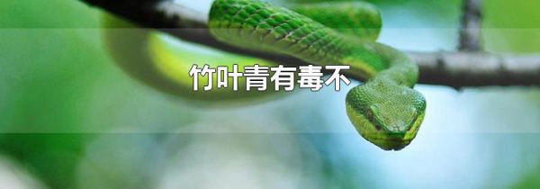 竹叶青有毒不