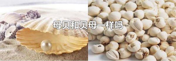 母贝和贝母一样吗