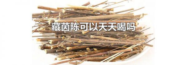 藏茵陈可以天天喝吗
