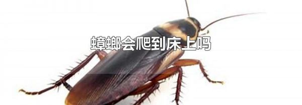 蟑螂会爬到床上吗