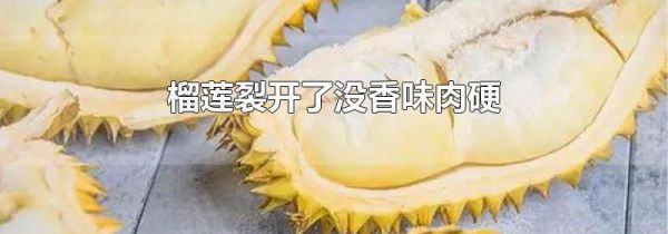 榴莲裂开了没香味肉硬
