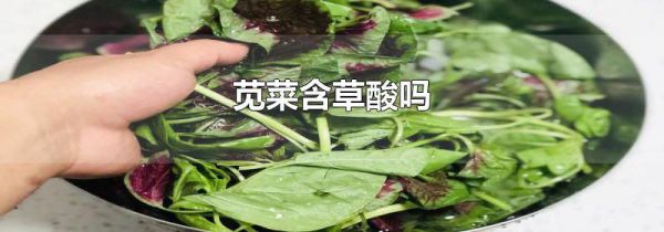 苋菜含草酸吗