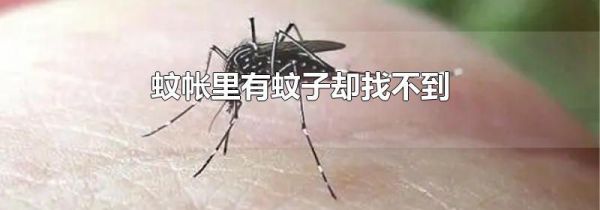 蚊帐里有蚊子却找不到