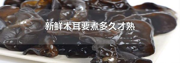 新鲜木耳要煮多久才熟