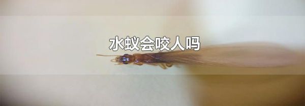 水蚁会咬人吗
