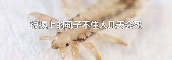 被褥上的虱子不住人几天会死
