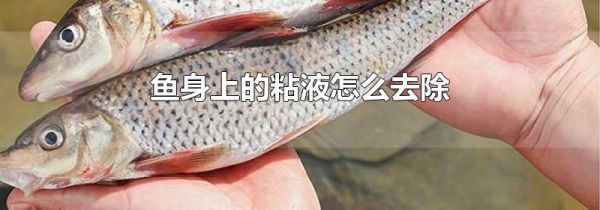 鱼身上的粘液怎么去除