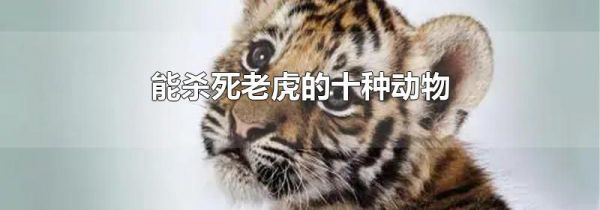 能杀死老虎的十种动物