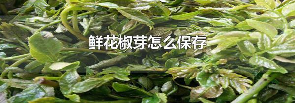 鲜花椒芽怎么保存