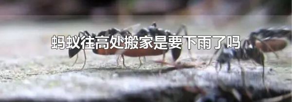 蚂蚁往高处搬家是要下雨了吗