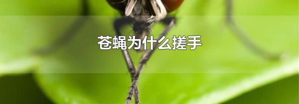 苍蝇为什么搓手
