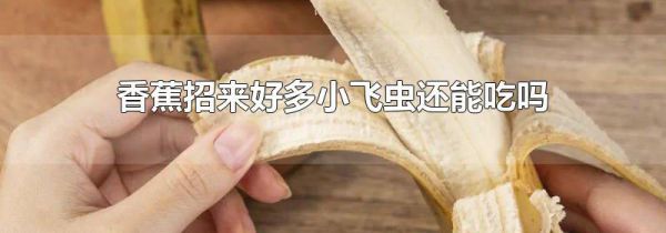 香蕉招来好多小飞虫还能吃吗