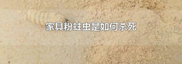 家具粉蛀虫是如何杀死