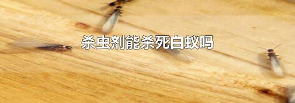 杀虫剂能杀死白蚁吗