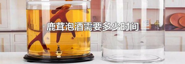 鹿茸泡酒需要多少时间