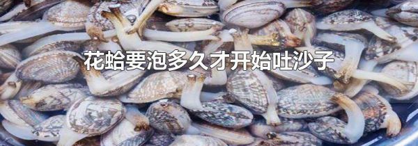 花蛤要泡多久才开始吐沙子