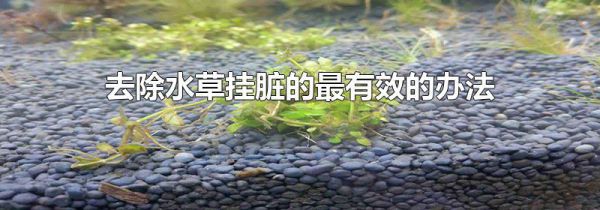 去除水草挂脏的最有效的办法