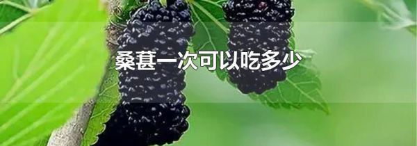 桑葚一次可以吃多少