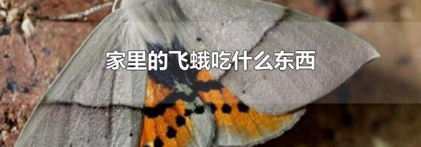 家里的飞蛾吃什么东西