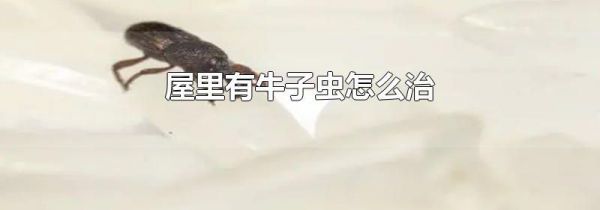 屋里有牛子虫怎么治