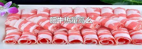 肥牛热量高么