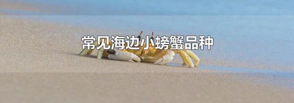 常见海边小螃蟹品种