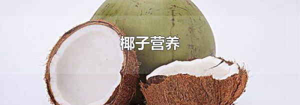 椰子营养