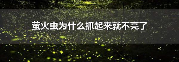萤火虫为什么抓起来就不亮了