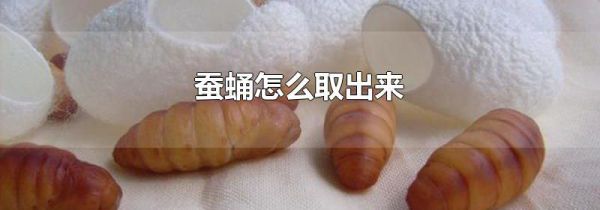 蚕蛹怎么取出来