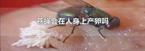 苍蝇会在人身上产卵吗