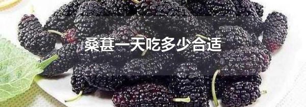 桑葚一天吃多少合适