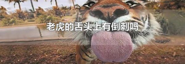 老虎的舌头上有倒刺吗