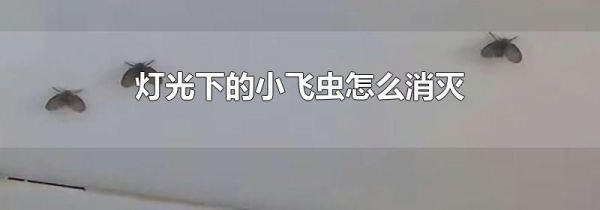 灯光下的小飞虫怎么消灭