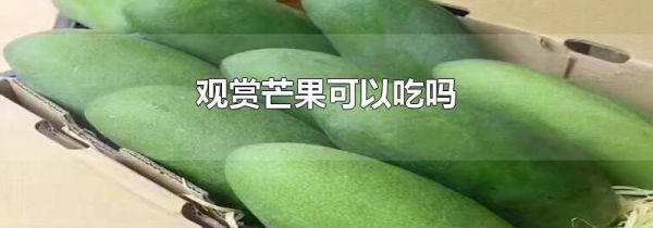 观赏芒果可以吃吗