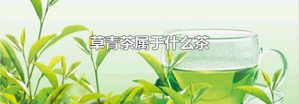 草青茶属于什么茶