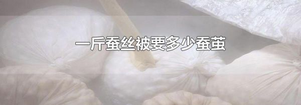 一斤蚕丝被要多少蚕茧