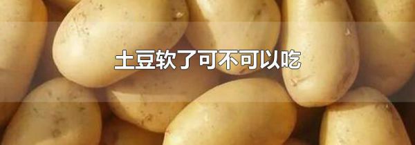 土豆软了可不可以吃