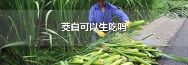 茭白可以生吃吗